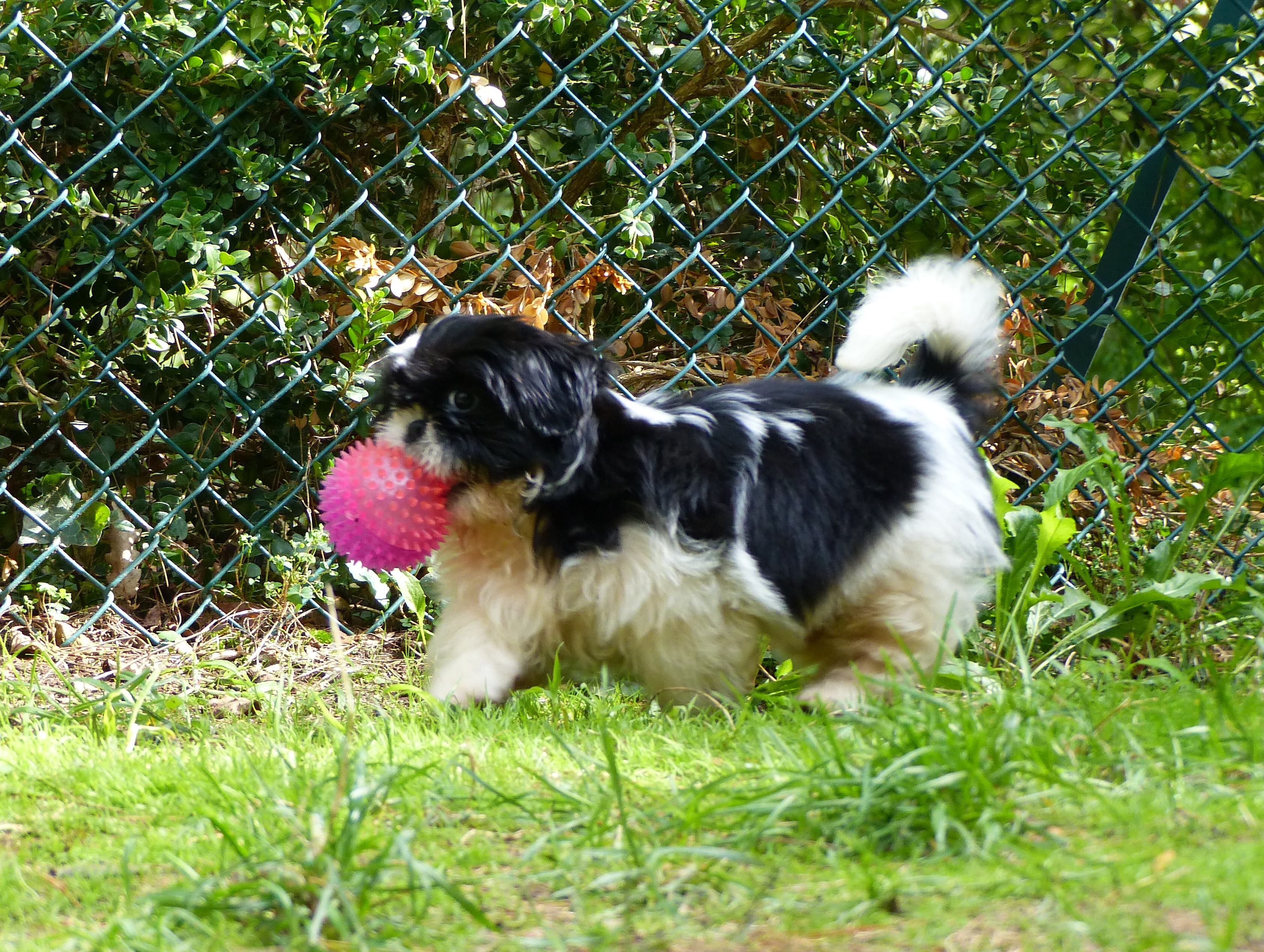 SHIH TZU MME FIORIMONT